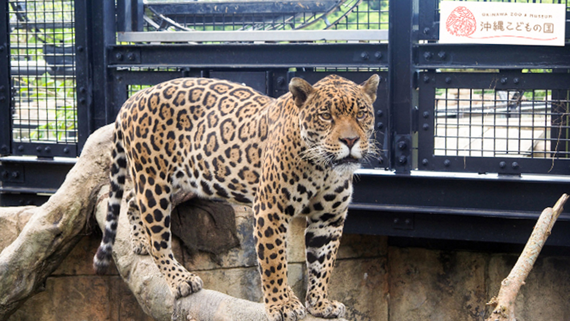 ・【周辺】沖縄こどもの国まで車で約9分、徒歩約20分。沖縄ならではの動物にお子様も大喜び！