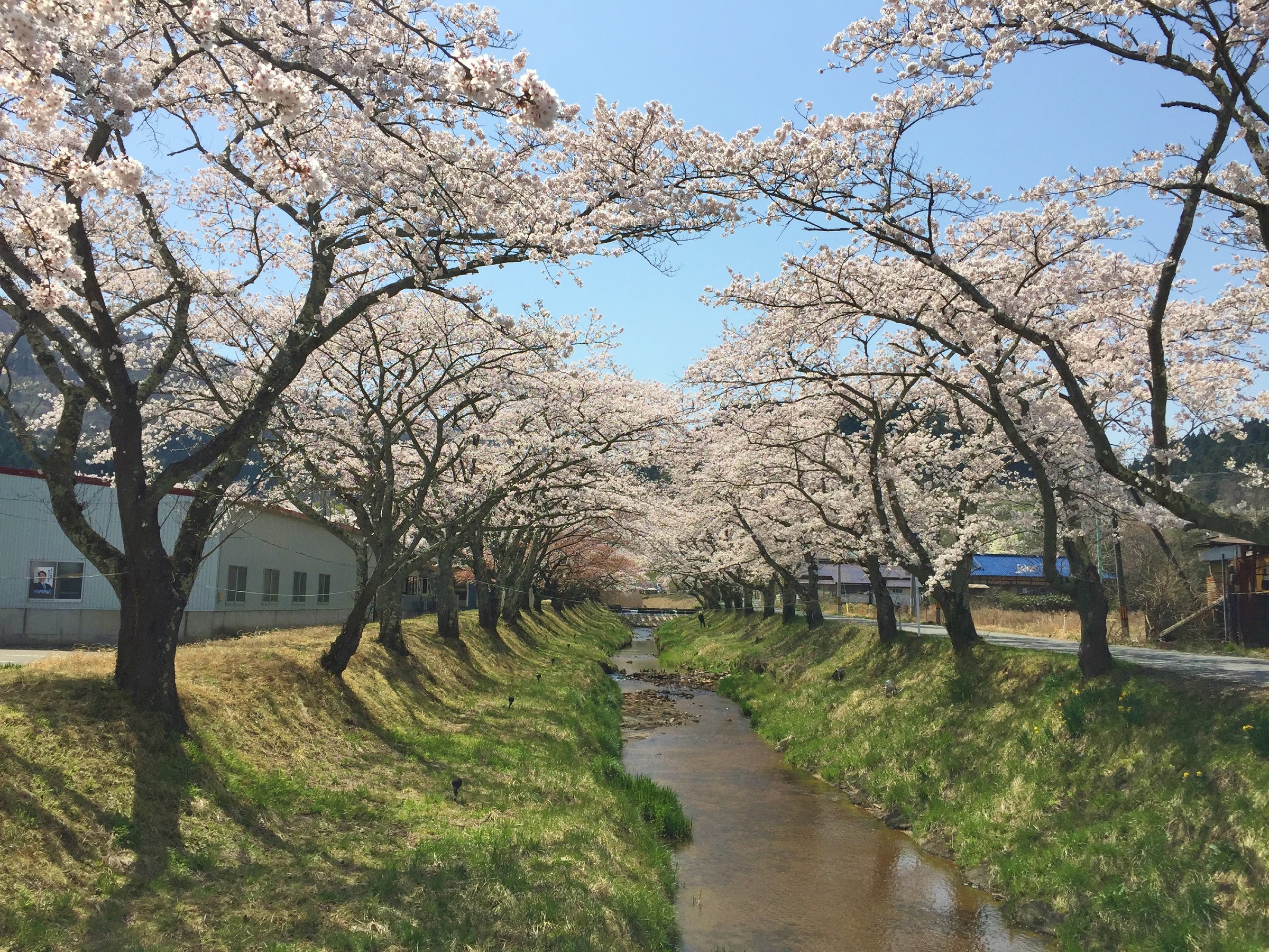 【近隣情報】湯沢川の桜並木