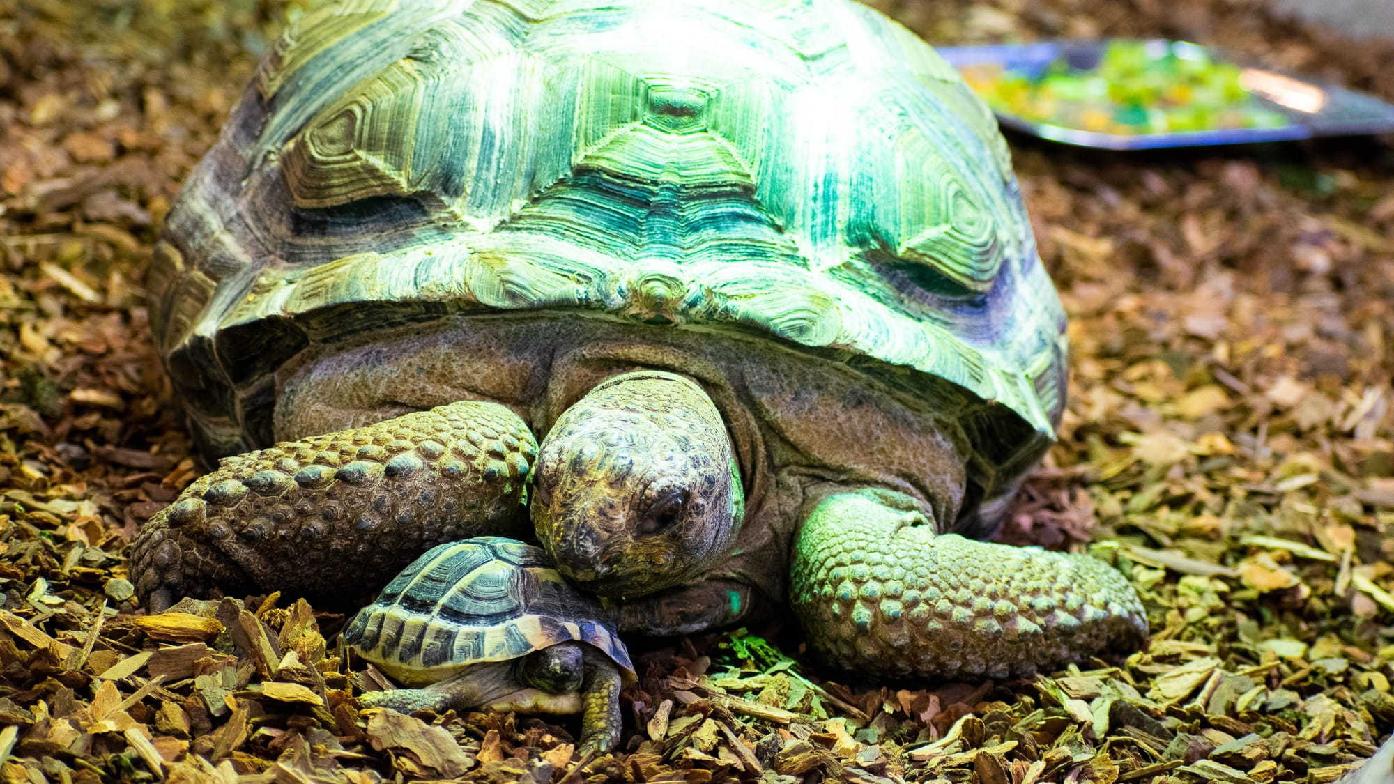 【あなたはどっち派？】きらめく金魚？わくわくいきもの？選べるミュージアムチケット付き／食事なし