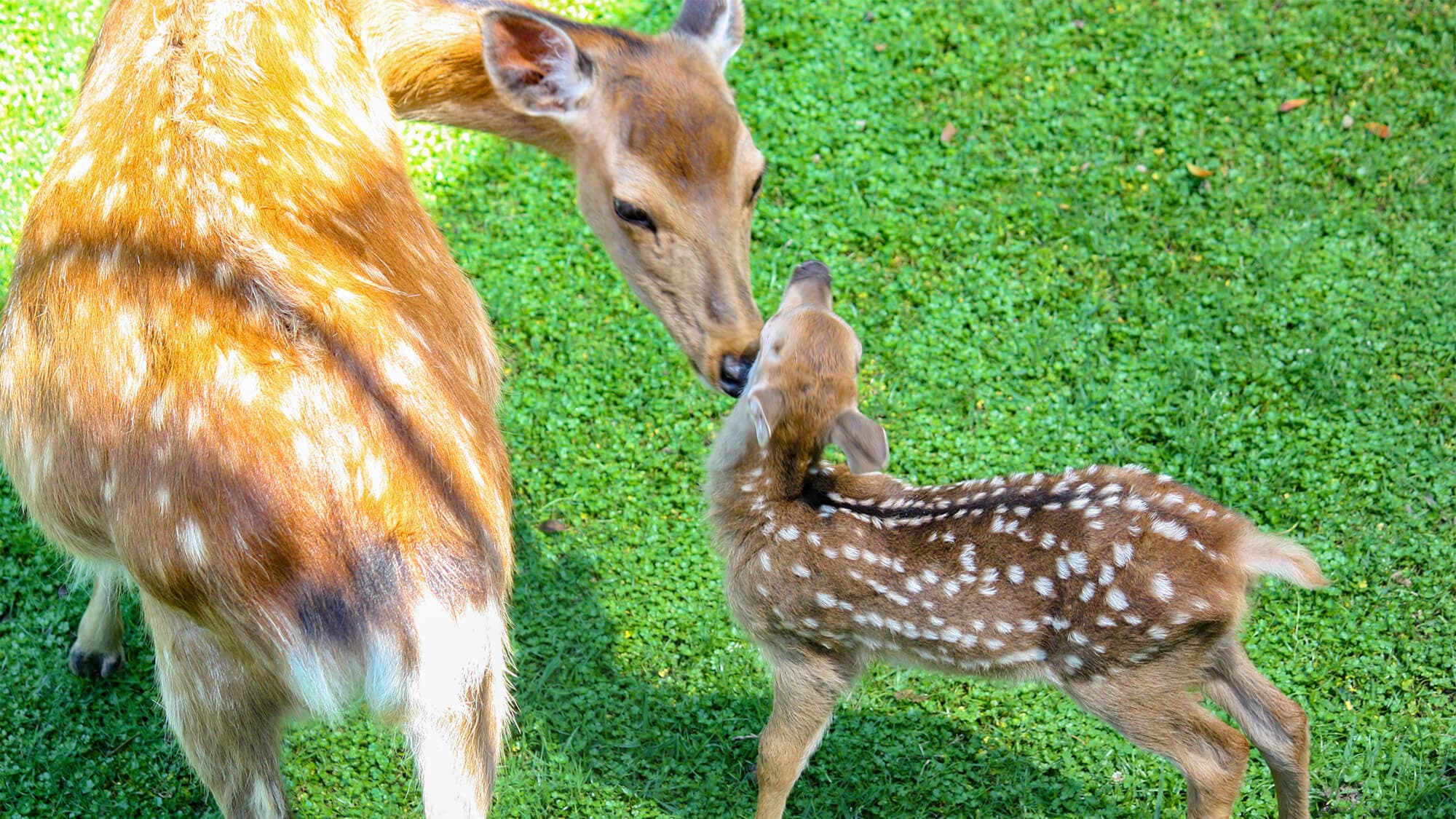 【楽天月末セール】世界遺産に美しい夏景色☆かわいい鹿に会える奈良旅王道エリアがおすすめ！／食事なし