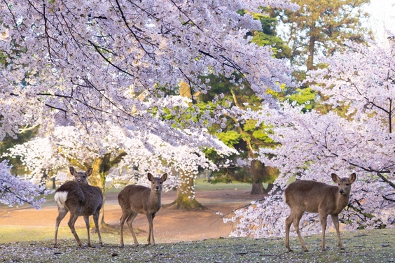 【10％OFF】【楽天スーパーSALE】◆奈良桜と名物朝ごはんブッフェ◆春のごほうび旅／朝食付き