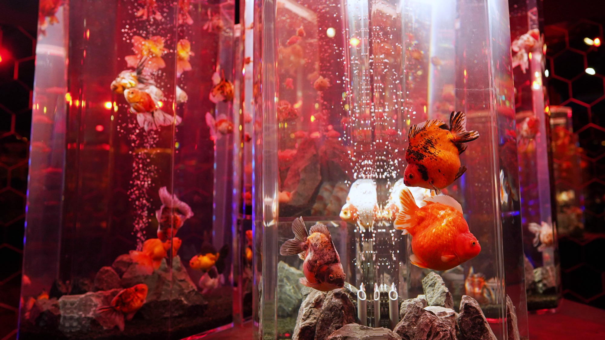 【あなたはどっち派？】きらめく金魚？わくわくいきもの？選べるミュージアムチケット付き／食事なし