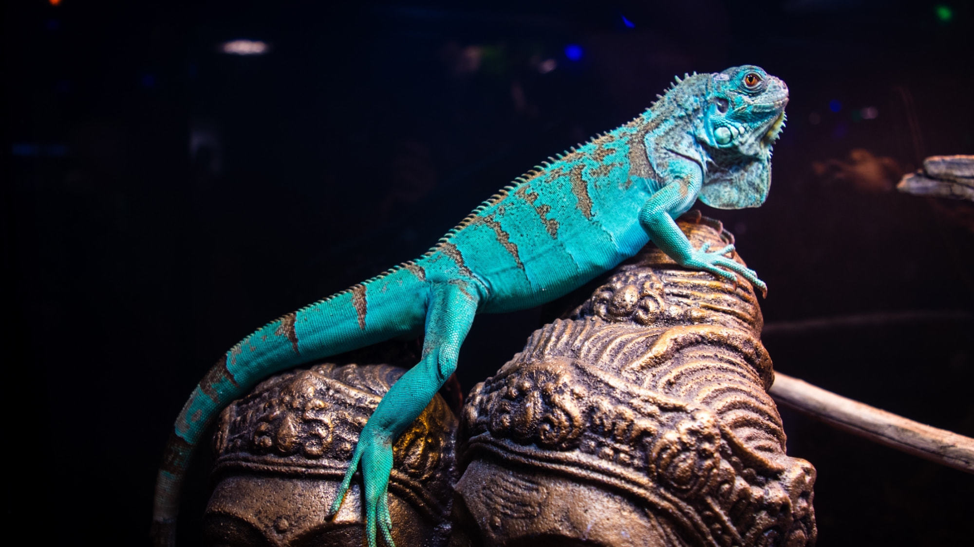 【あなたはどっち派？】きらめく金魚？わくわくいきもの？選べるミュージアムチケット付き／食事なし