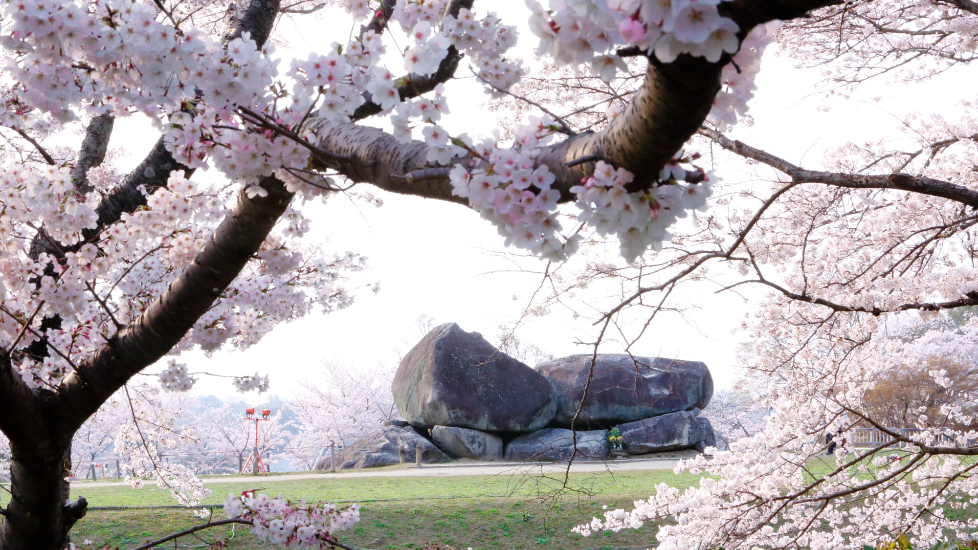 【石舞台古墳】巨石が積み上げられた遺跡、春の桜も見どころ♪