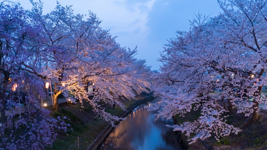【佐保川の桜並木】総延長は5キロ以上に及ぶ奈良市最大の「桜の名所」