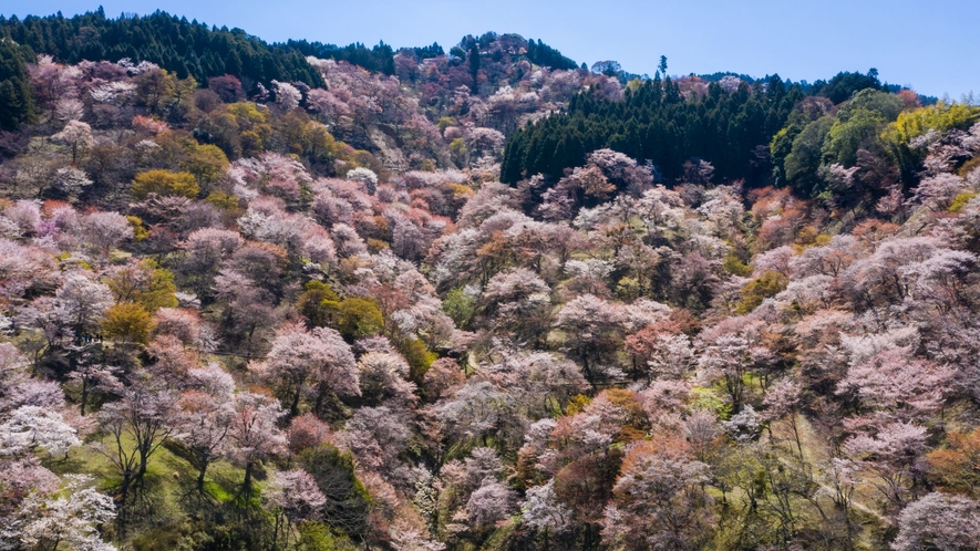 【吉野山】「一目千本」の豪華な桜が4ヶ所に密集！
