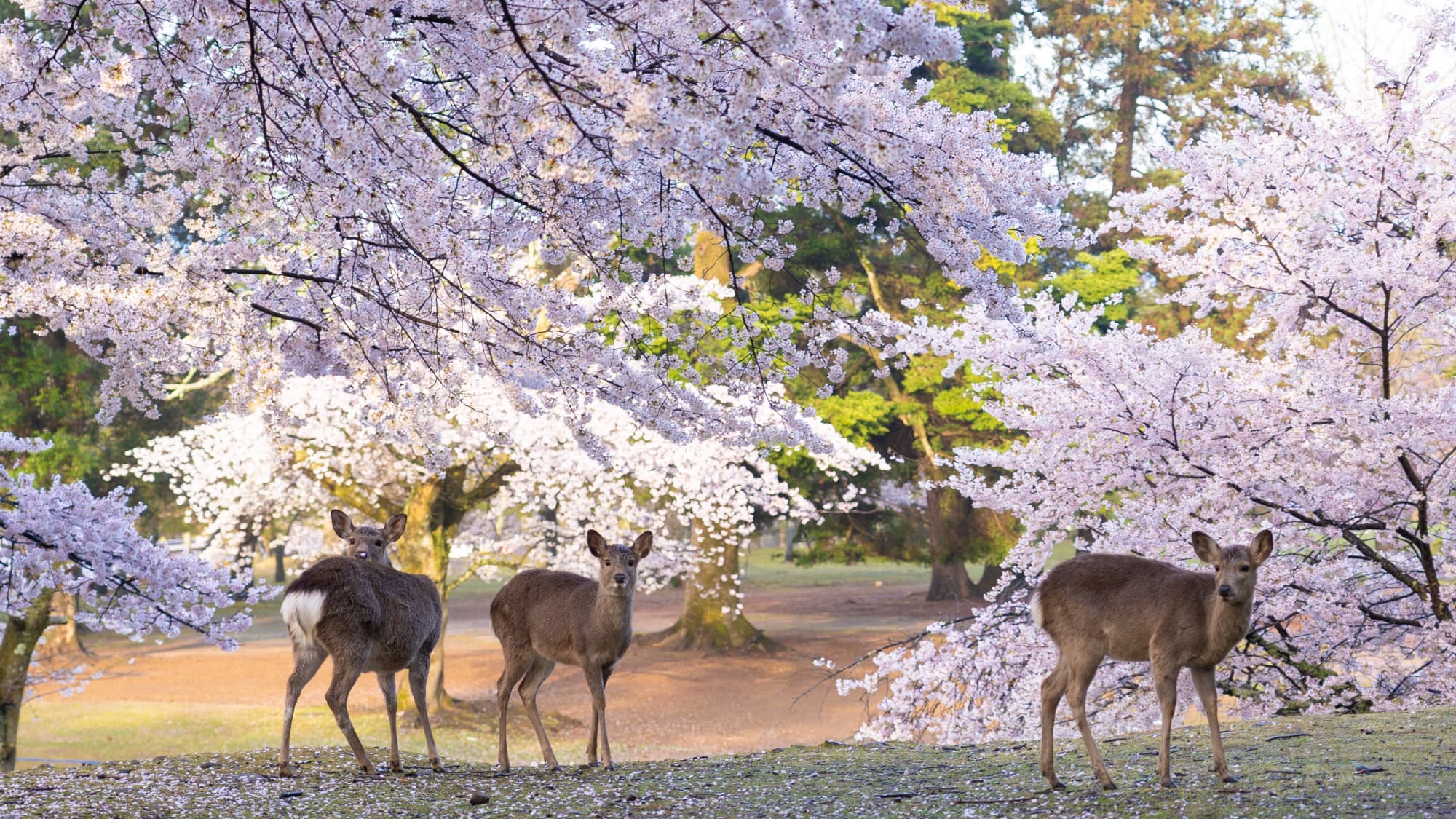 【奈良公園】511万平方メートルの広大な公園で次々に咲いていく多彩な桜が楽しめます！