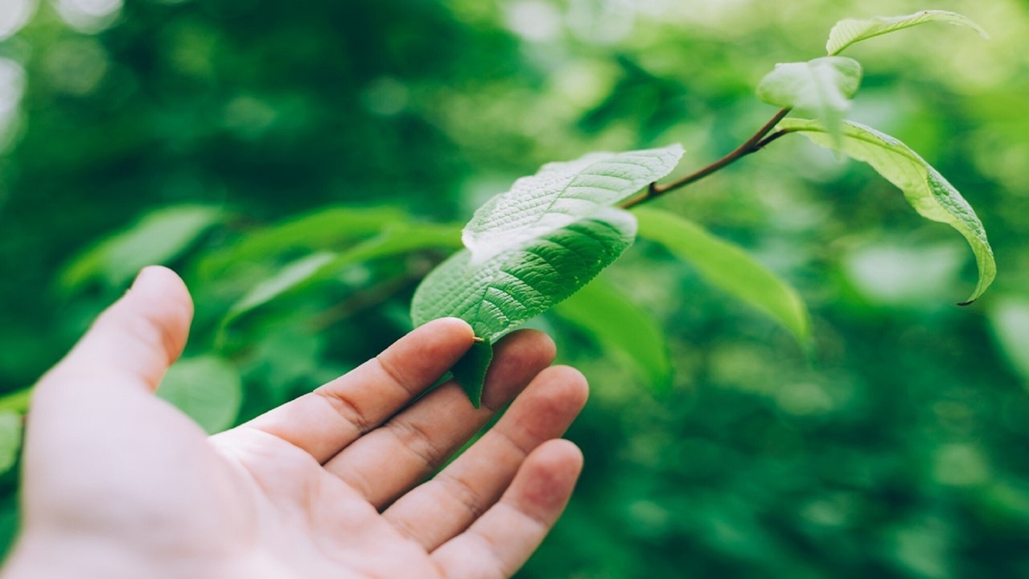 エコ連泊割×滞在中の清掃なし、ECO（清掃不要）プラン＜和洋ブッフェ朝食付＞