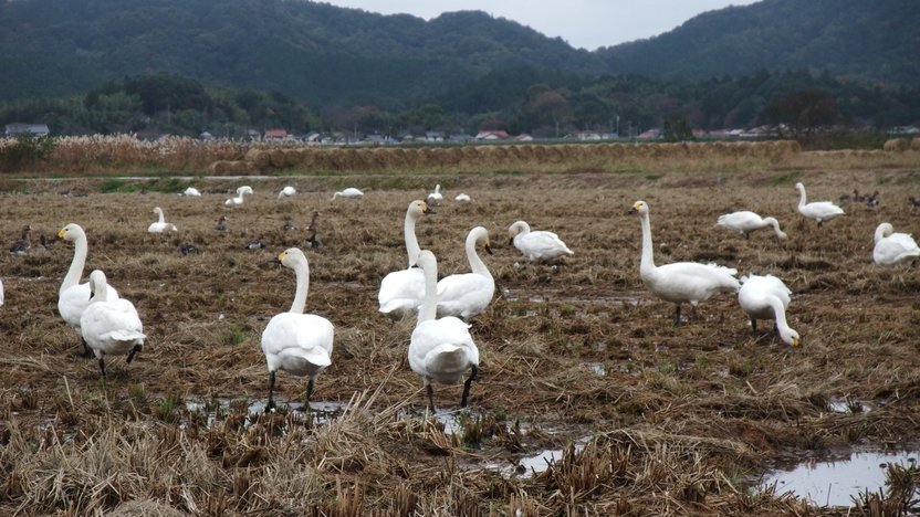 冬季限定　朝の白鳥ウォッチングツアー付きプラン