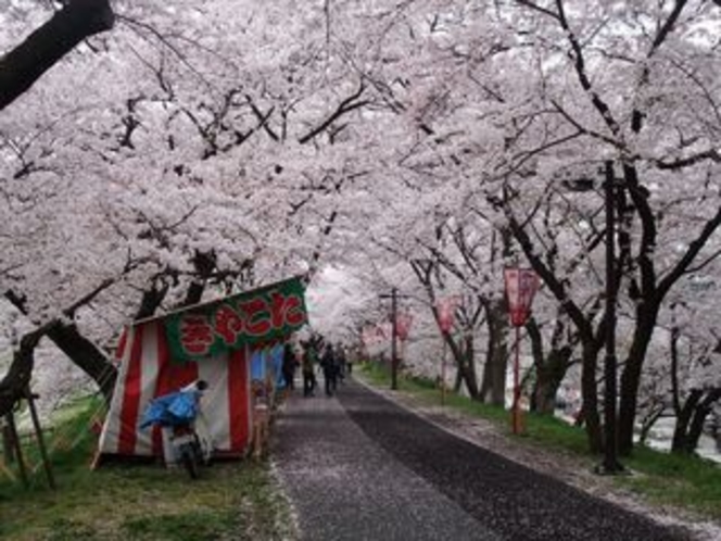 斐伊川堤防桜並木