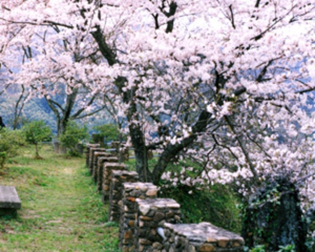 太鼓の壇　桜