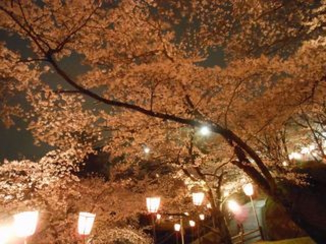 社日公園の夜桜