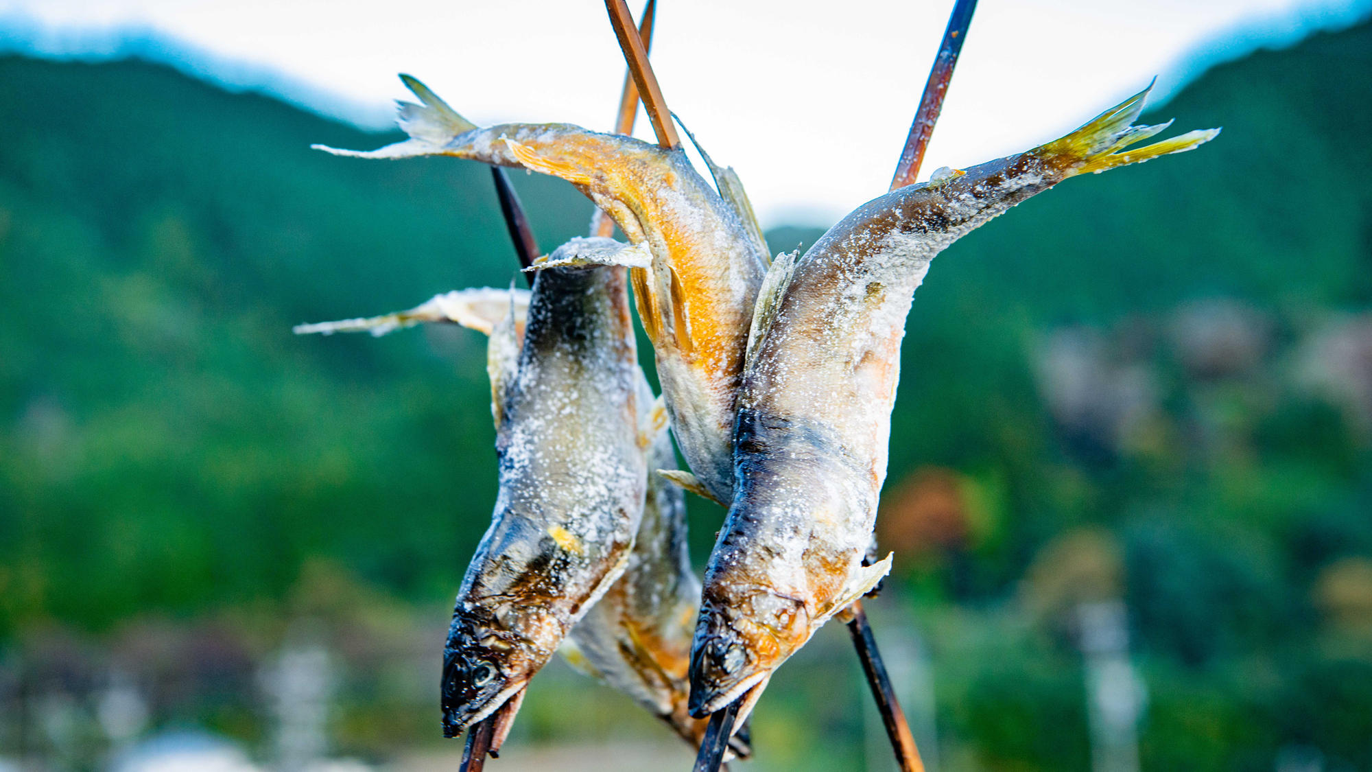 【鮎の塩焼き】