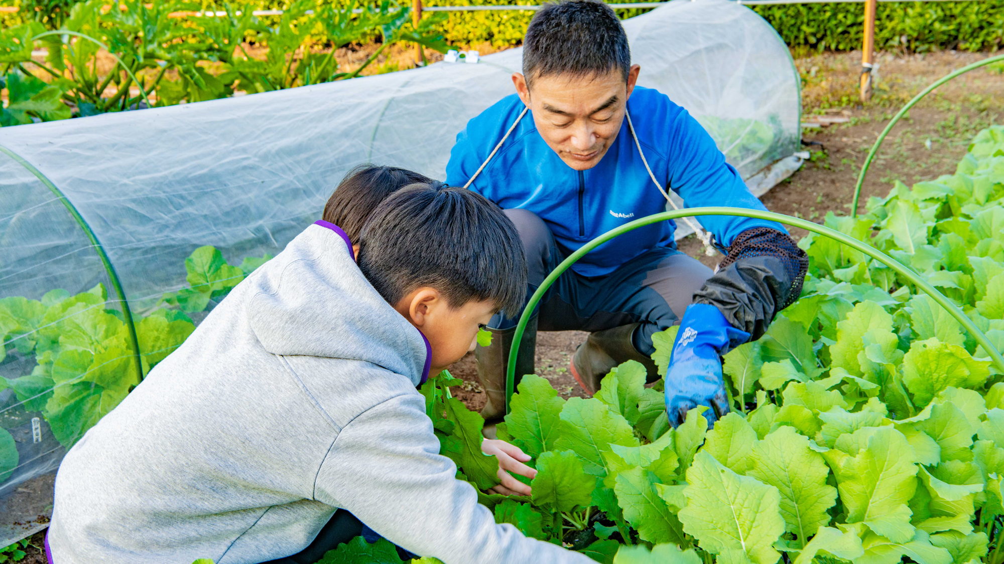 【旬の野菜を収穫体験】