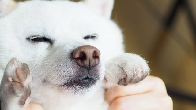 VMGグランド(愛犬と泊まれる・2名定員)＜檜風呂付＞