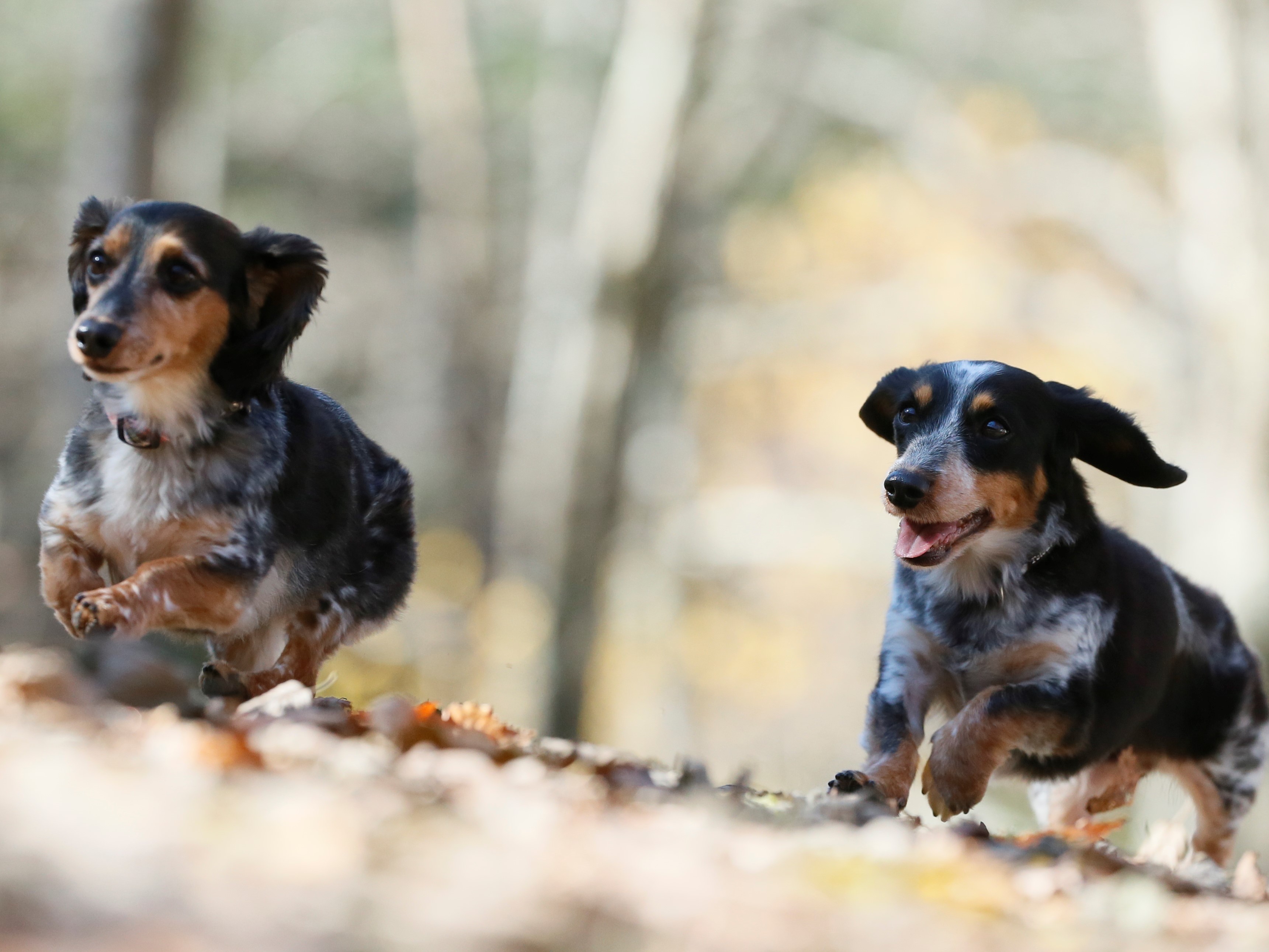 愛犬と泊まる湖畔の温泉リゾート