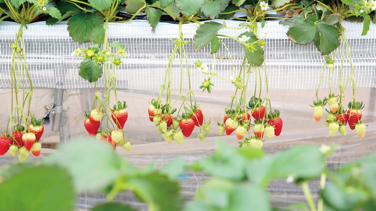 贅沢・いちご食べ放題！いちご狩り付プラン☆夕食BBQ☆朝食はホテルブッフェ☆キャンプファイヤー体験も