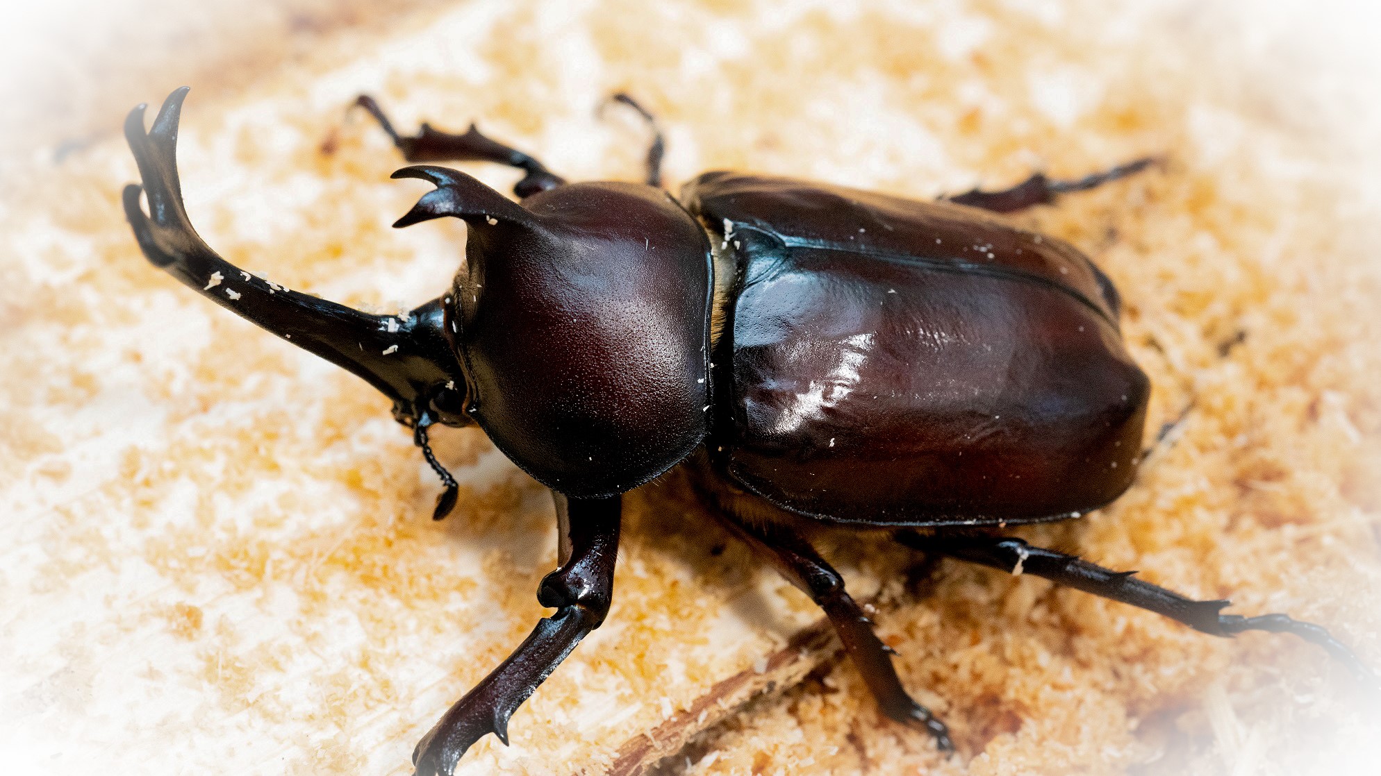 カブトムシふれあい体験プラン（イメージ）