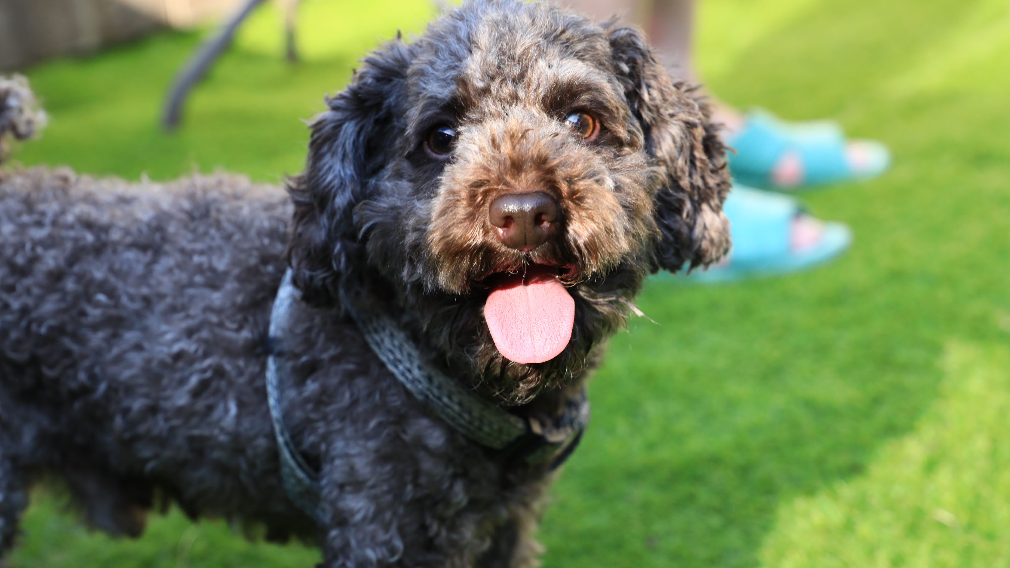 ペットと泊まれる温泉宿「アミ・ドローラ」