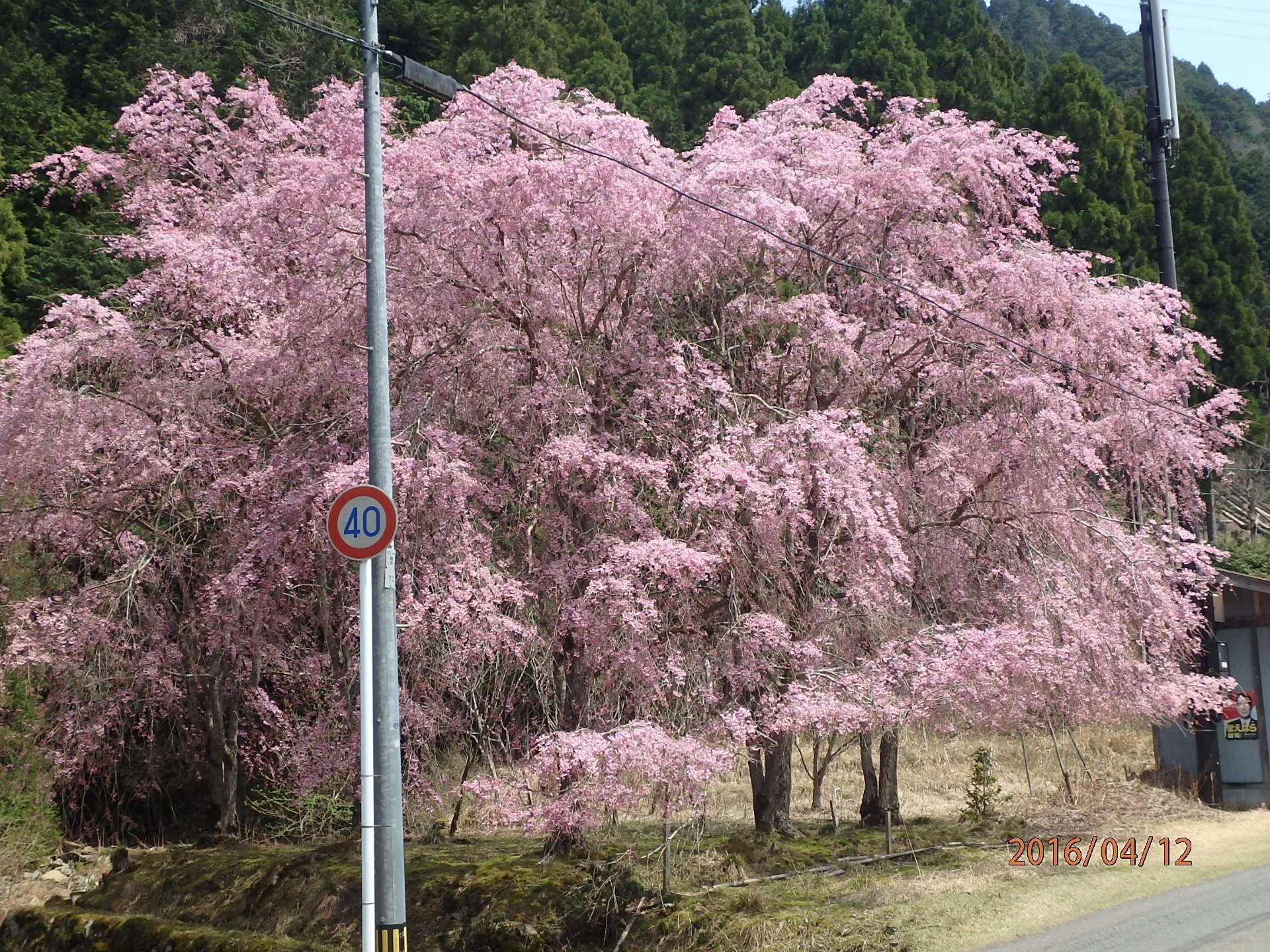 京都　花背の桜　