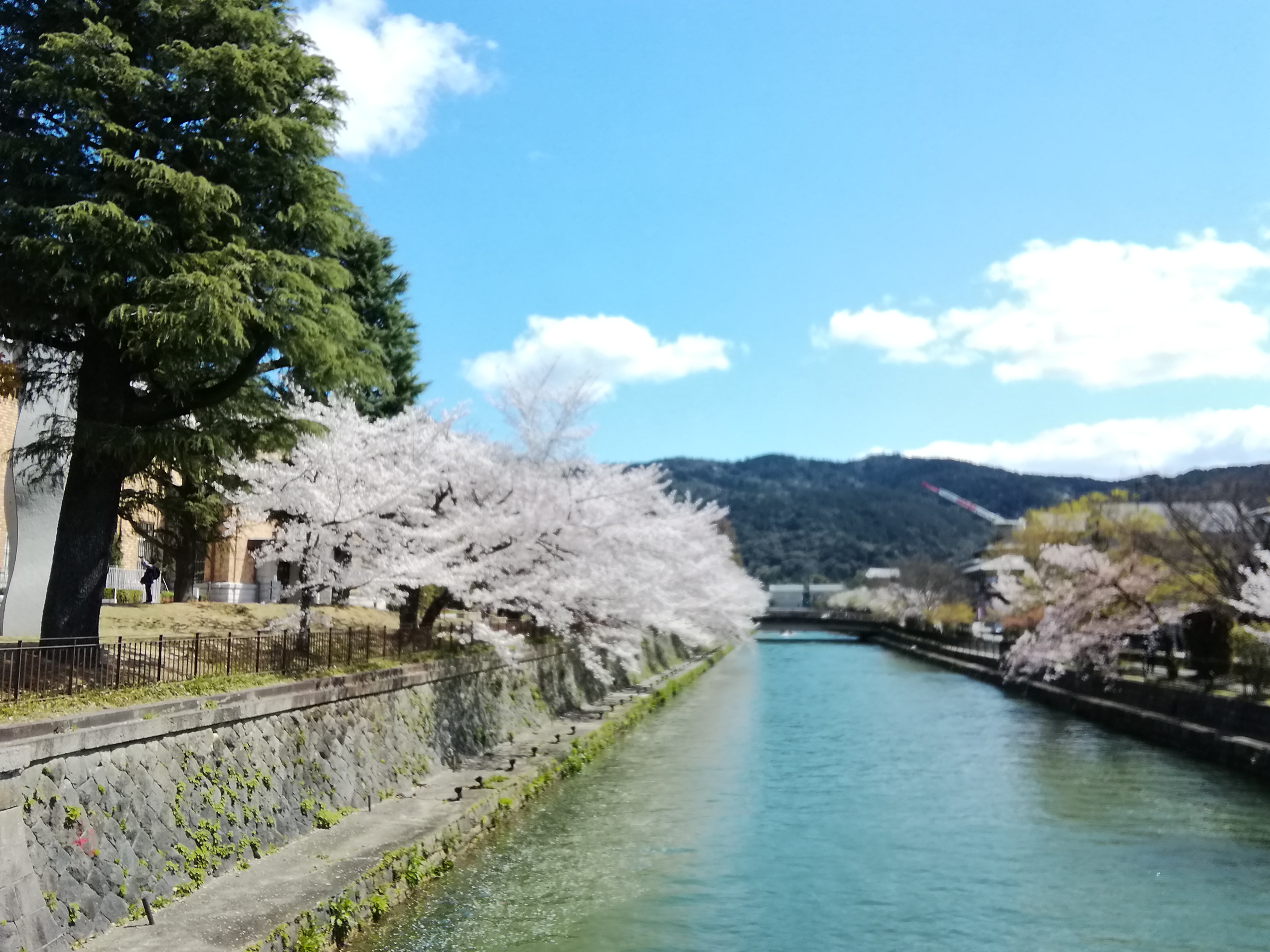京都、春の桜です。