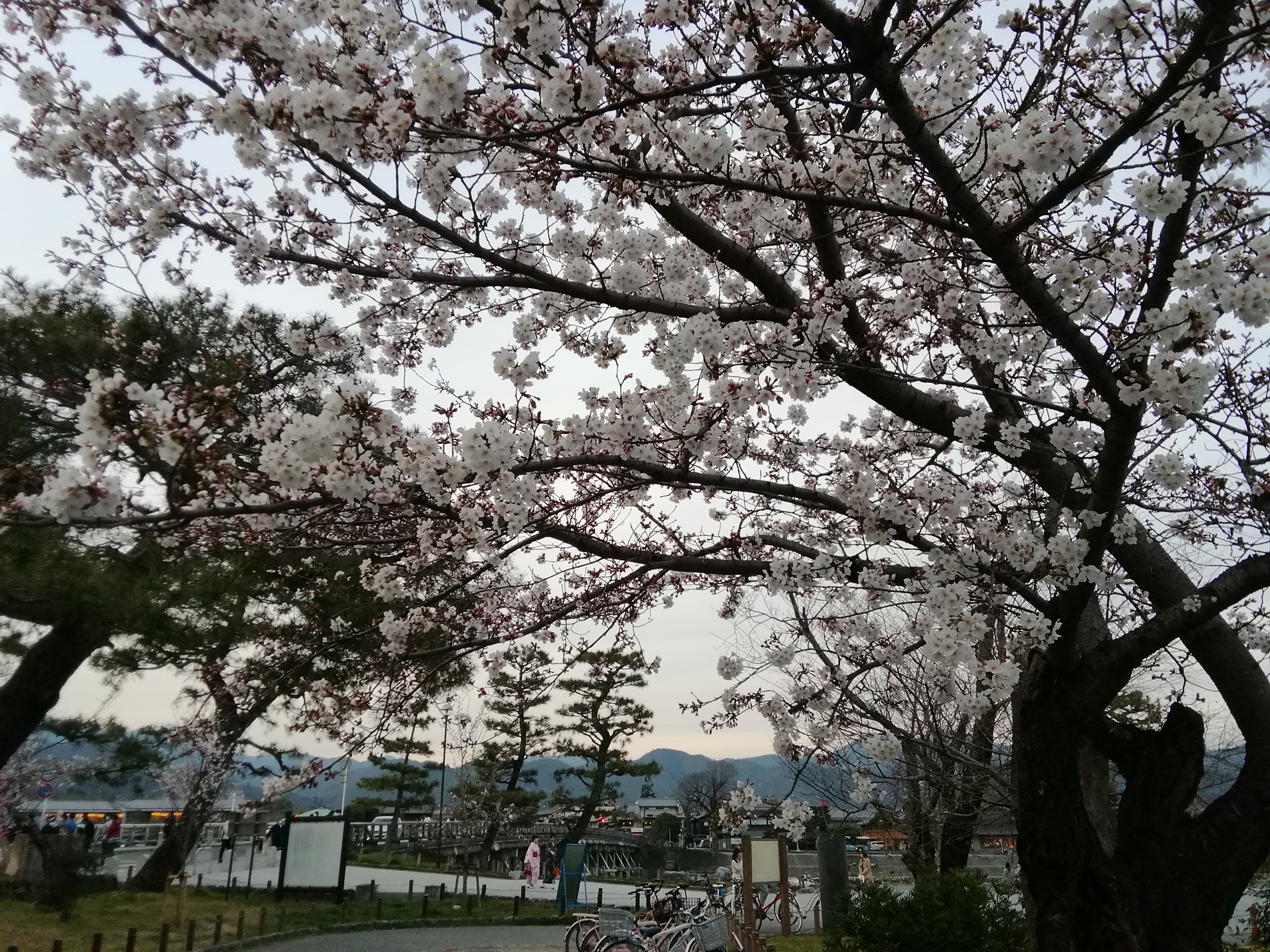 春の嵐山　桜です。