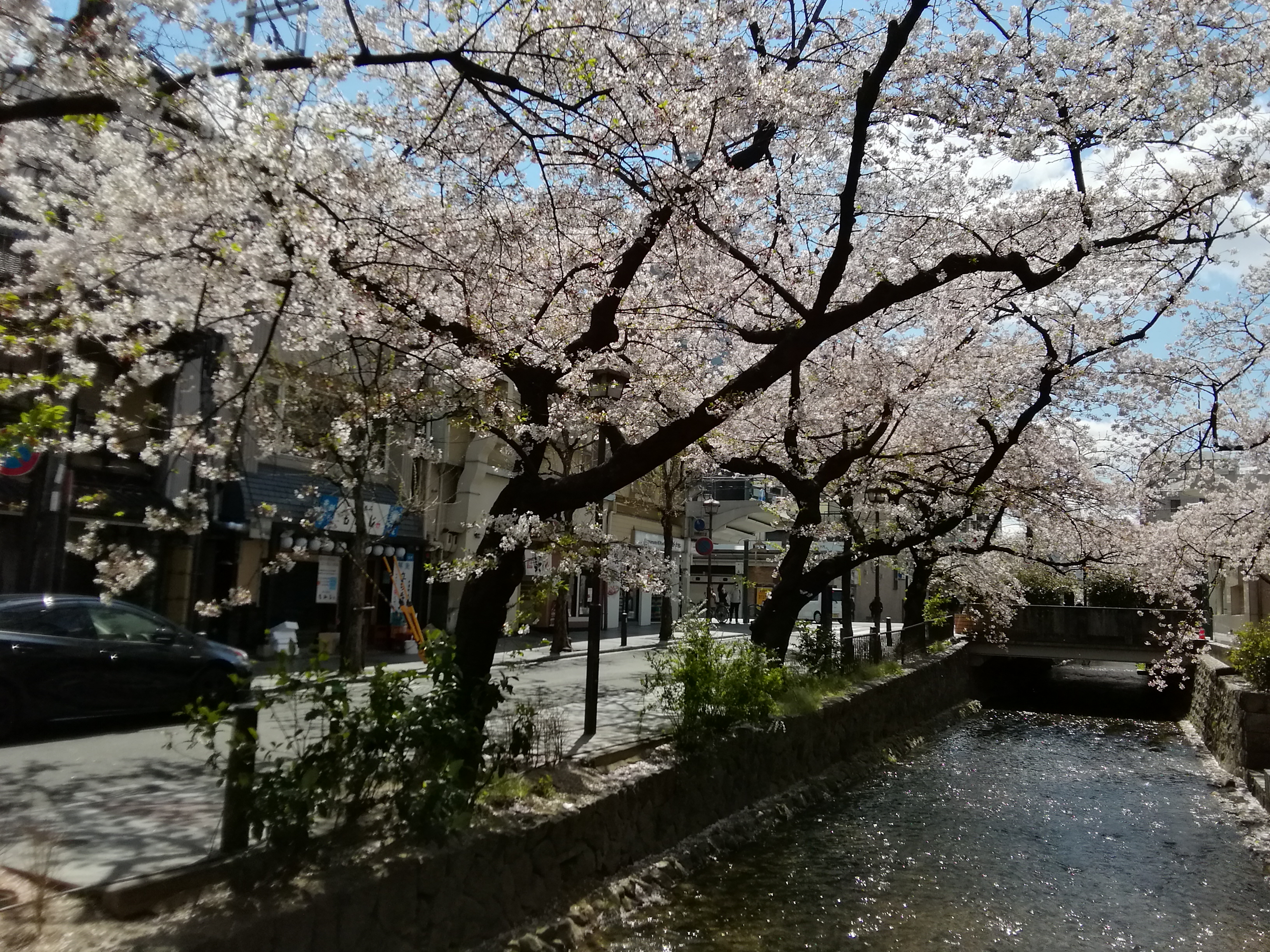 京都、春の桜です。