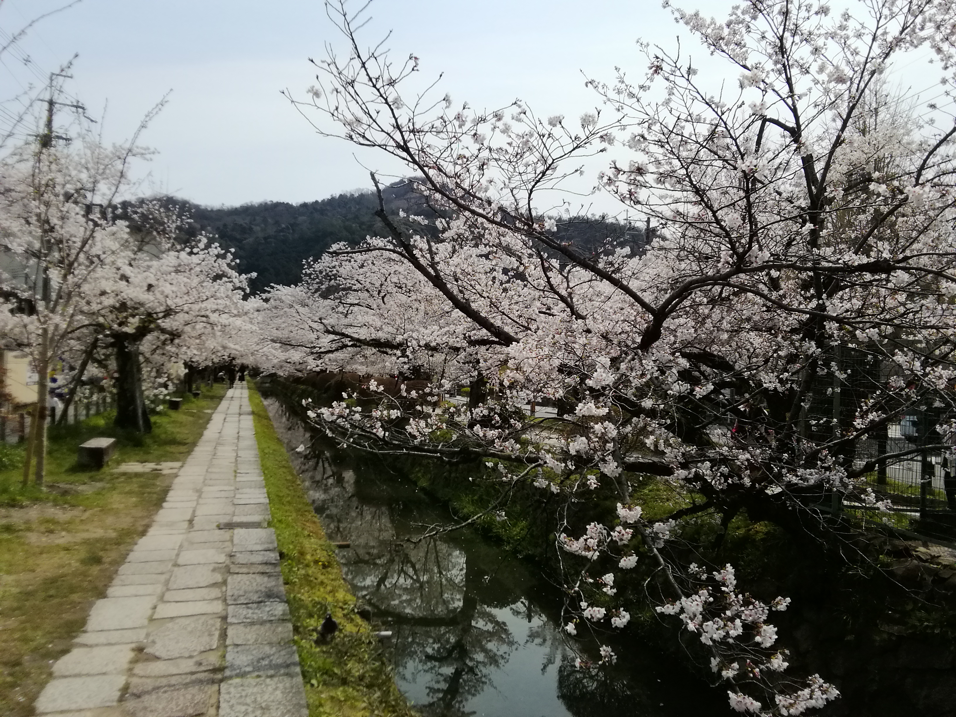 春の桜です。