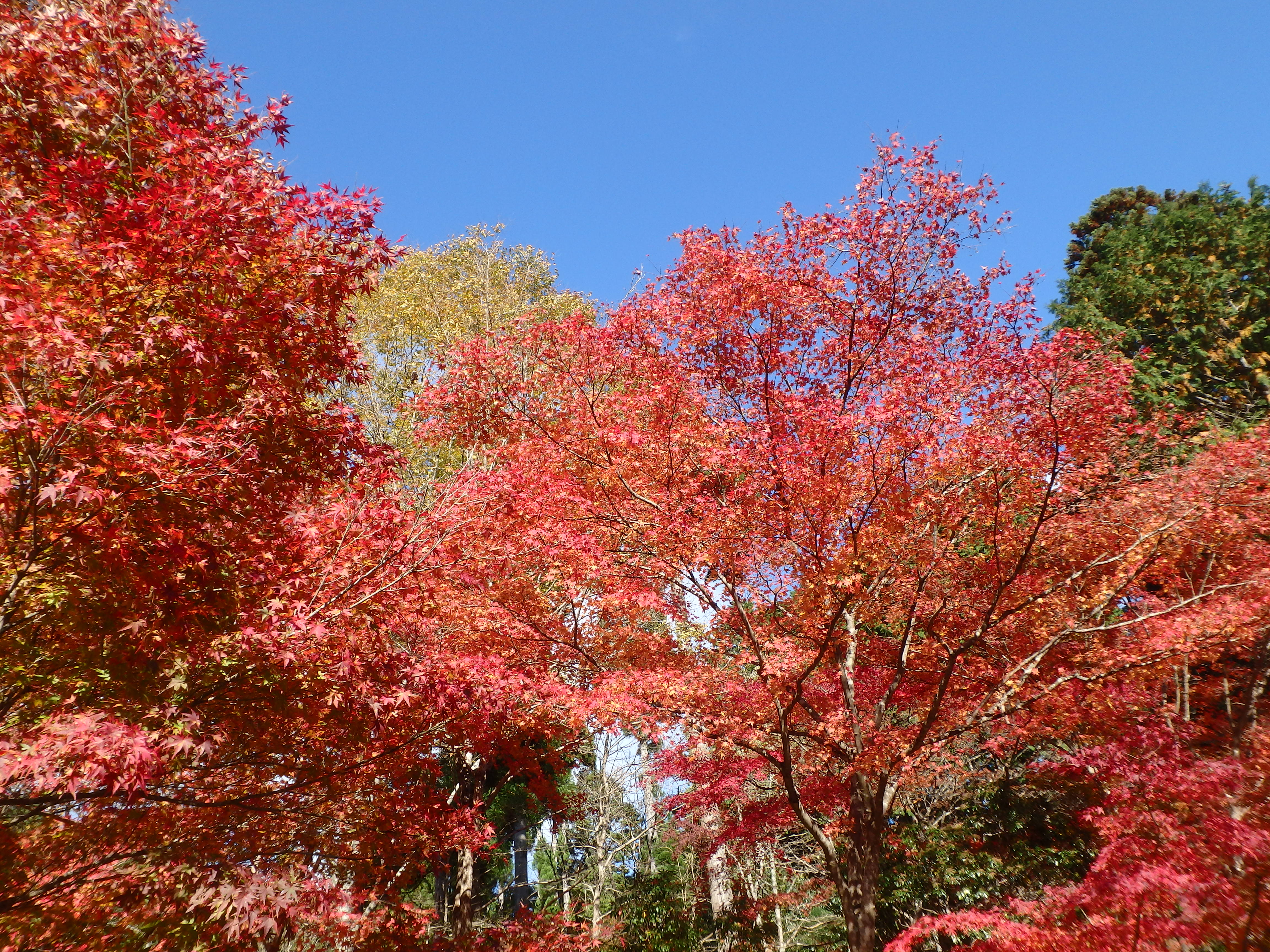 京都鷹峯　紅葉