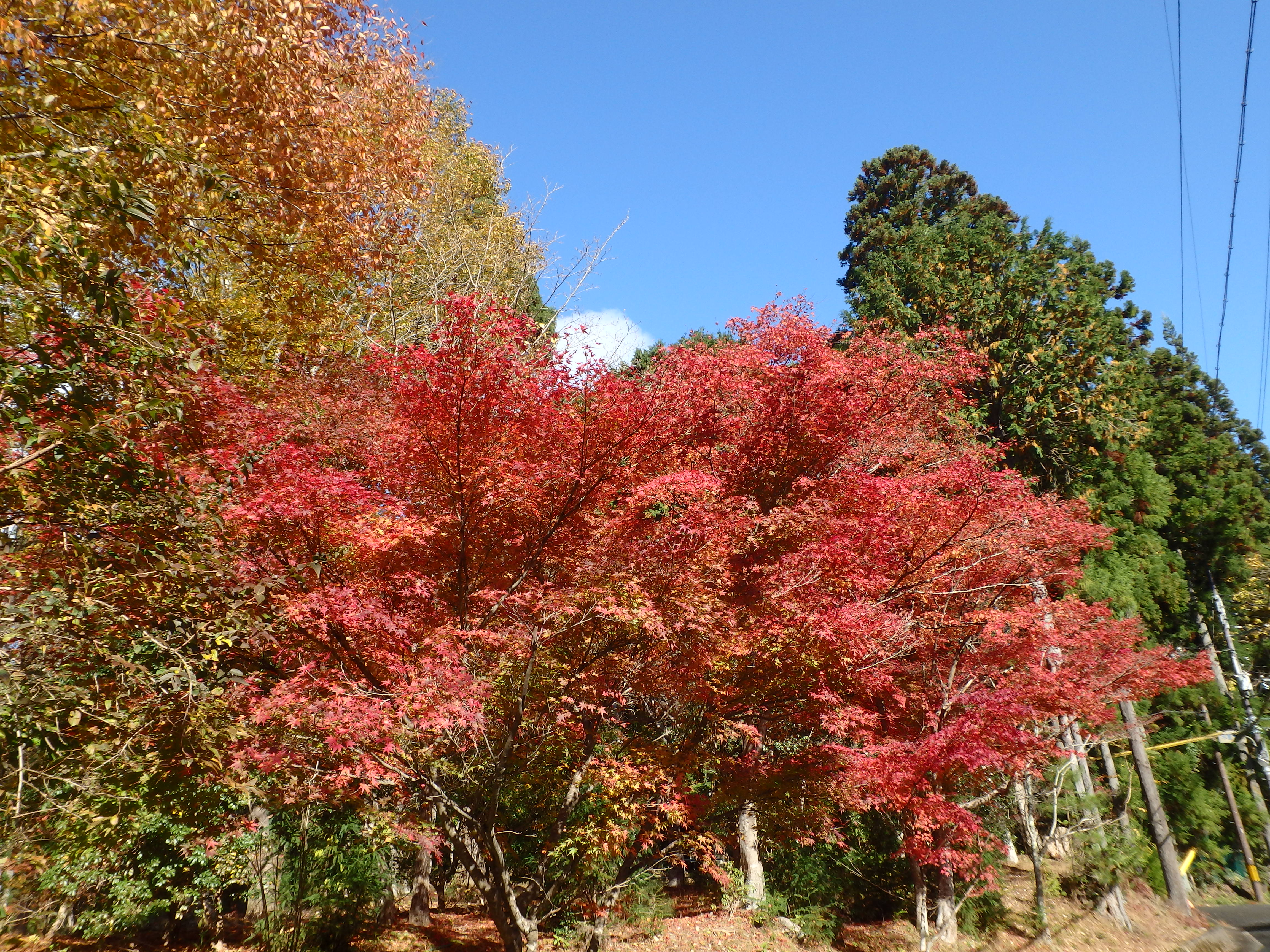 京都鷹峯　紅葉