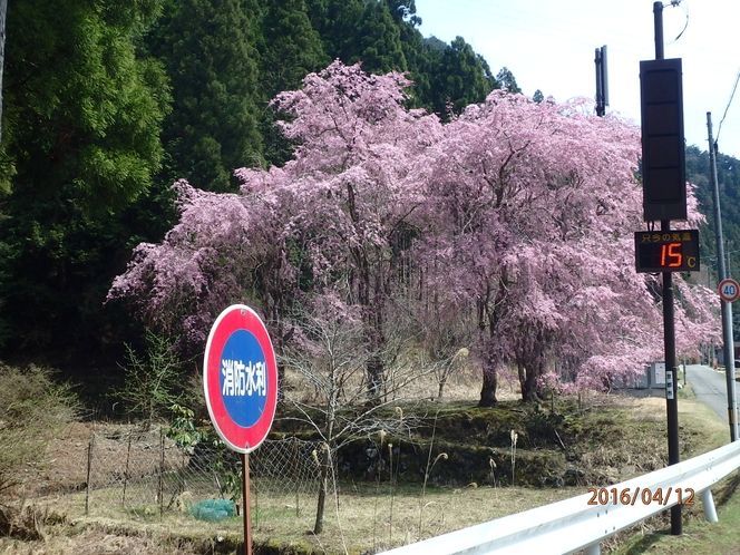 京都　花背の桜　