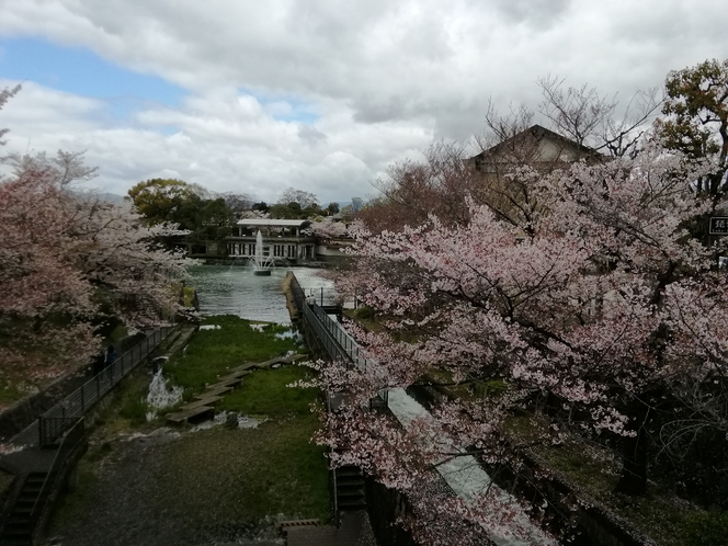 岡崎公園の桜です。