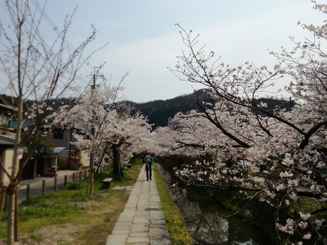 春の桜です。