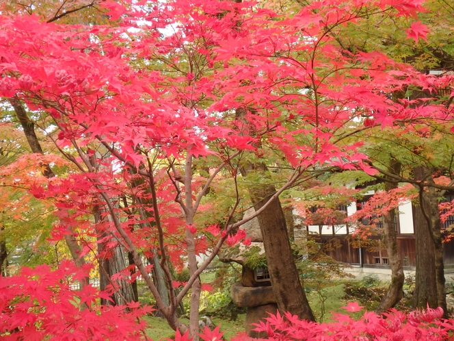 永観堂の紅葉