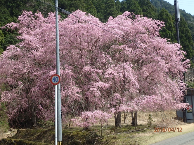 京都　花背の桜