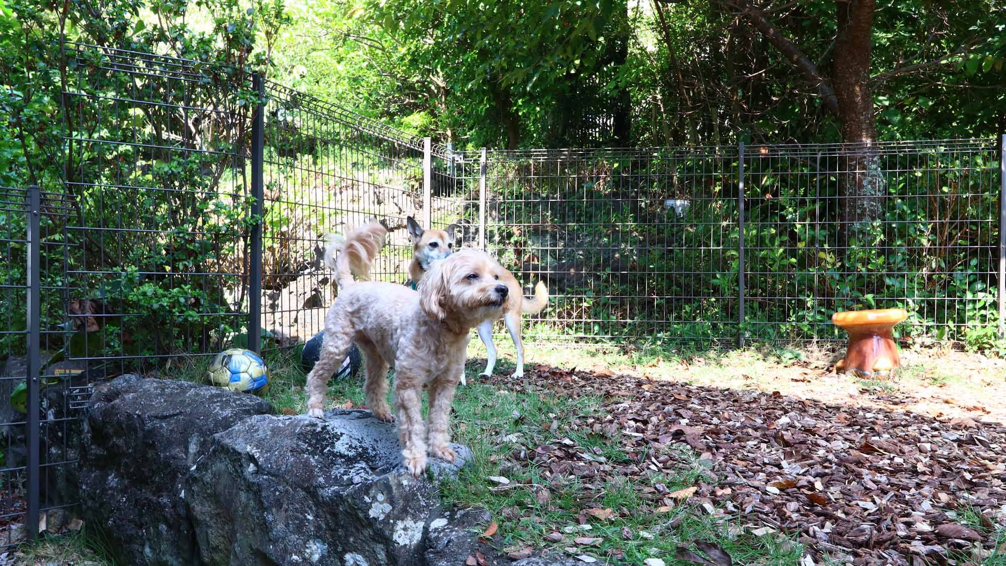 素泊まり◆ 小型〜大型ワンちゃんorうさぎや猫ちゃんも！ペットと泊まれるペンションへようこそ♪