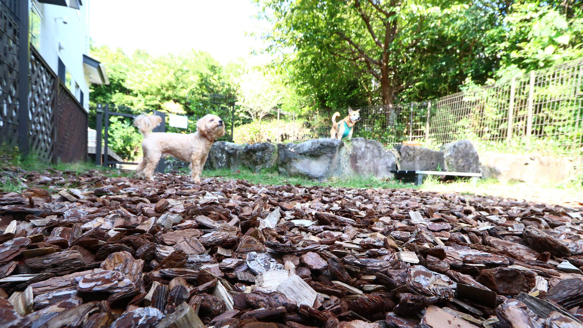 施設_ドッグラン_わんちゃんに優しいウッドチップのドッグラン*