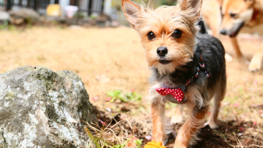 看板犬～遊べるスペースもあるワン♪～