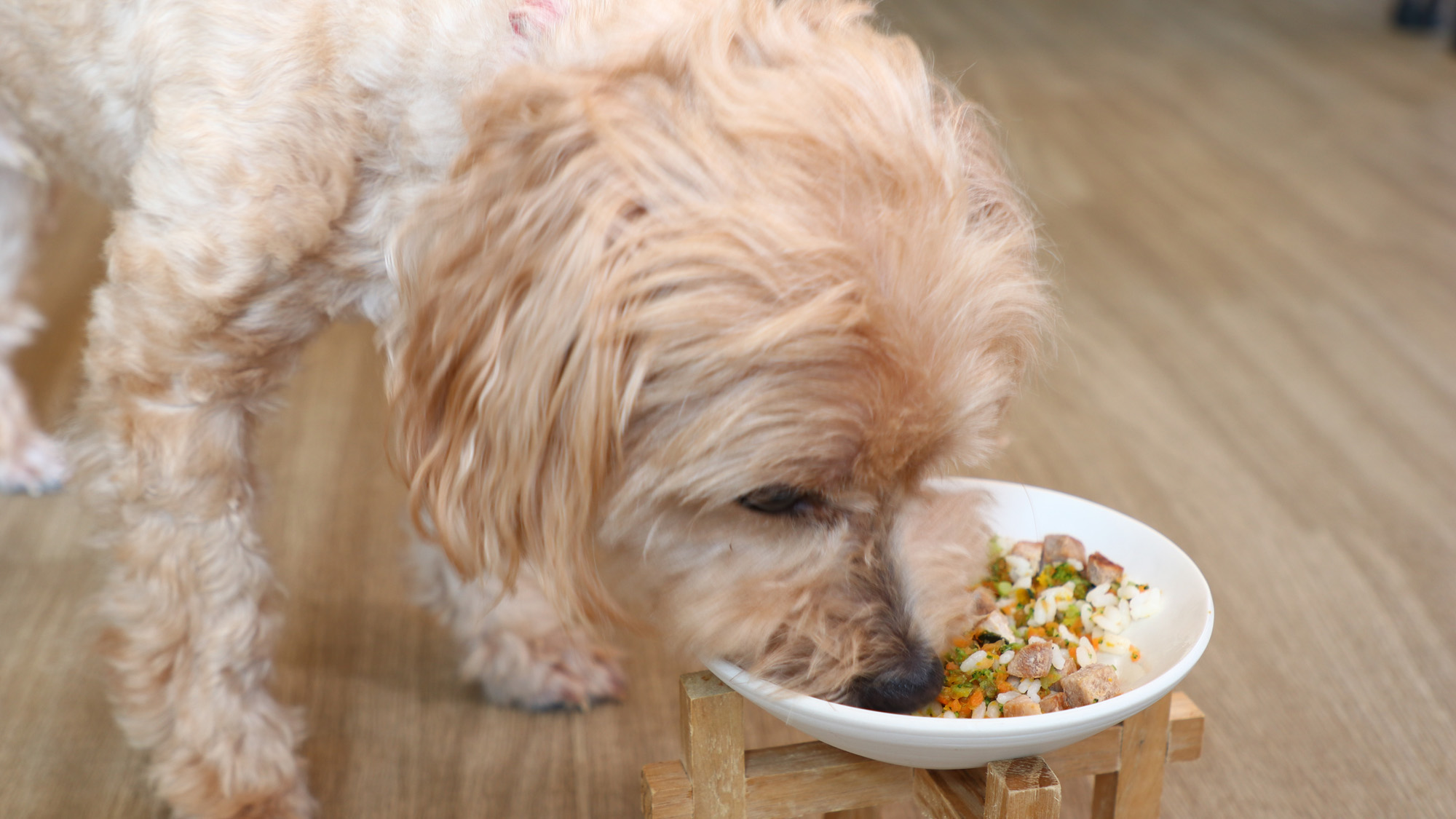 美味しいご飯でワンちゃん喜ぶ【要予約】*