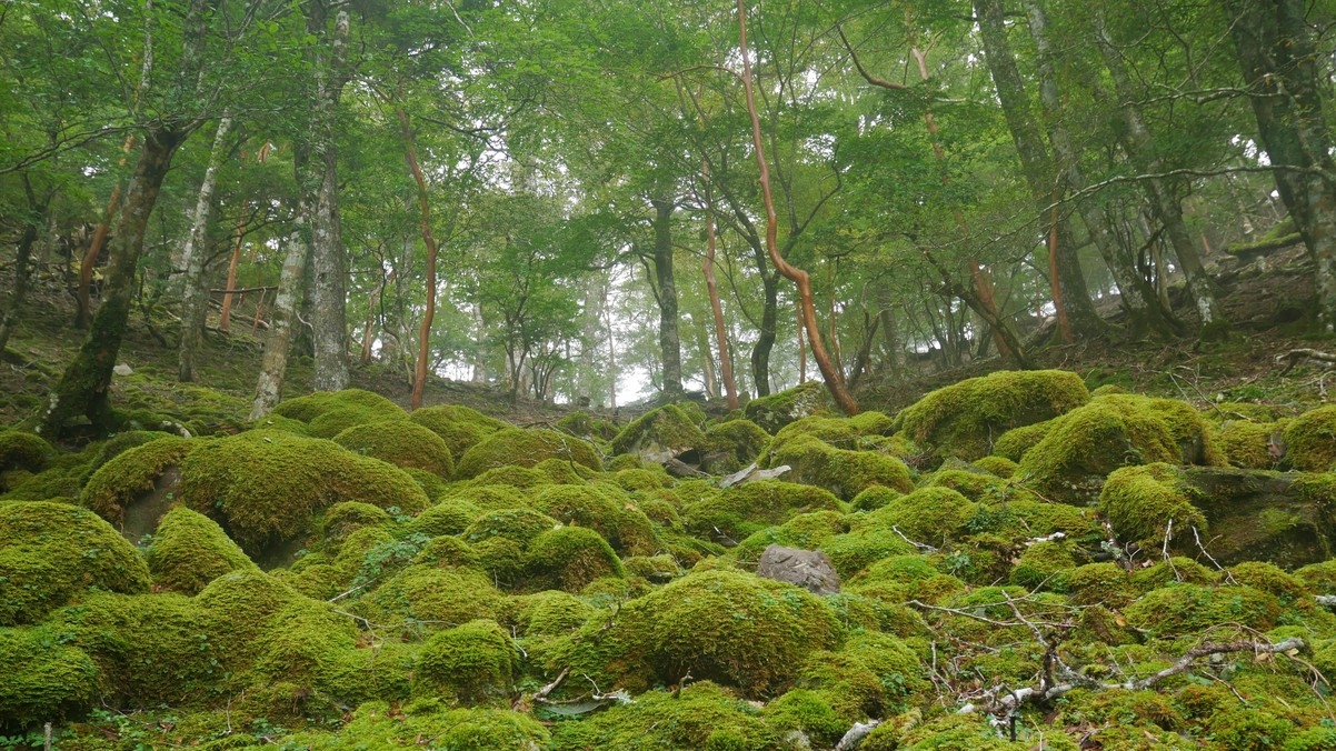 【さき楽90】春のフォレストかみきたは90日前迄の予約がお得！早期割引プラン（2食付）