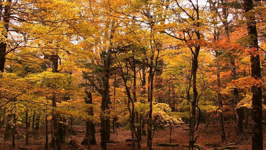 【大台ケ原】西大台の紅葉