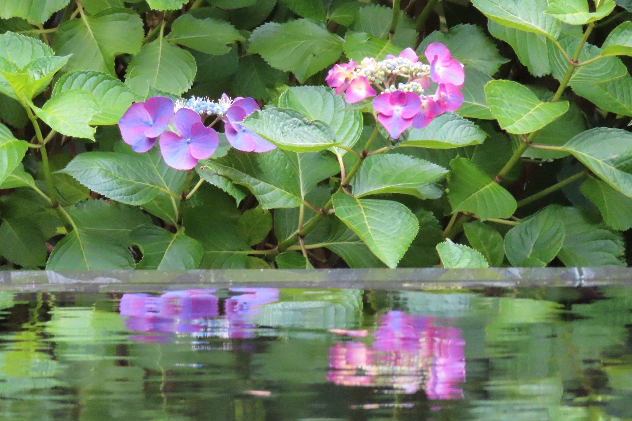 【紫陽花】玄関入口エントランスの水盤に映る紫陽花（6月中旬～下旬）