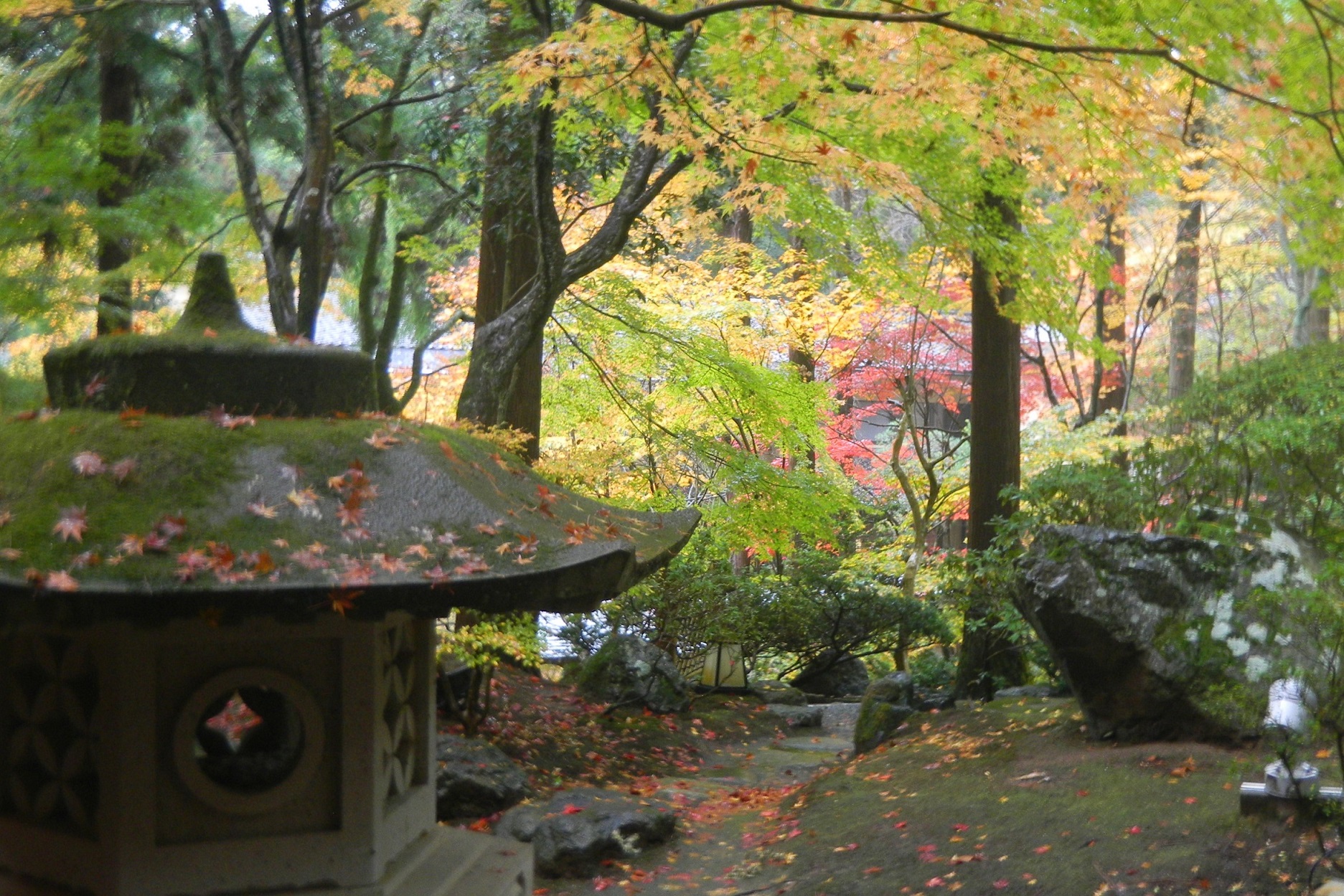 【紅葉】ライブラリーラウンジテラス付近（11月中旬～下旬）