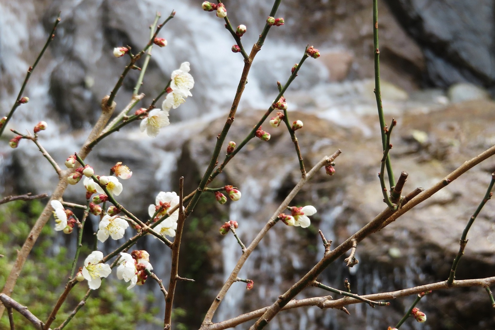 【梅】フロント横にある庭園の梅が開花（3月中旬）