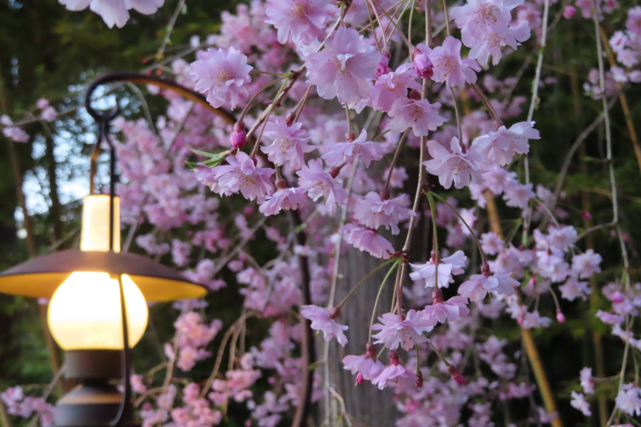 【枝垂桜】玄関エントランスから駐車場までの敷地内にある＜枝垂桜＞（4月上旬～中旬）