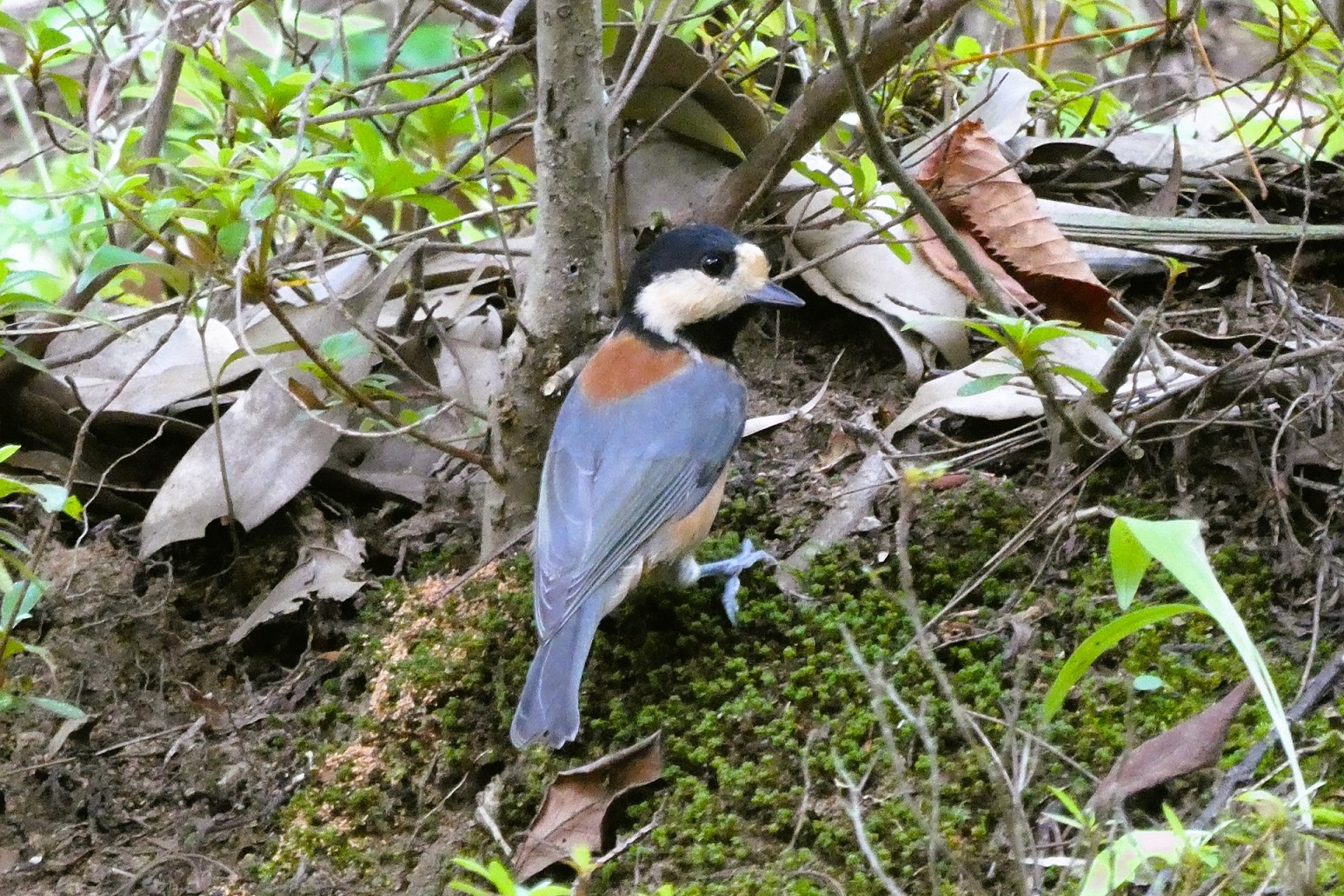 【野鳥ヤマガラ】フロント付近のドウダンツツジでパタパタと移動しているヤマガラを発見