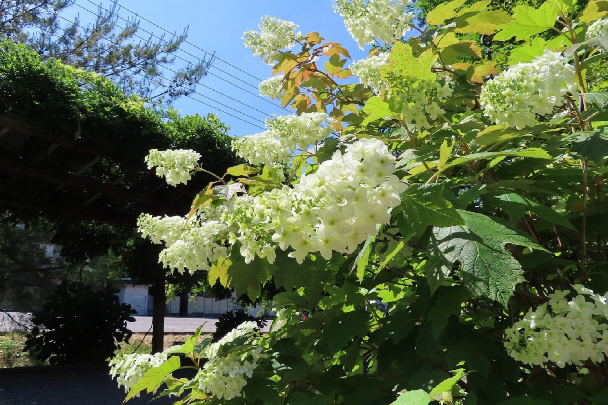 【紫陽花】森の栖、自称｢紫陽花プロムナロード｣に咲く＜カシワバアジサイ＞（６月上旬～中旬）