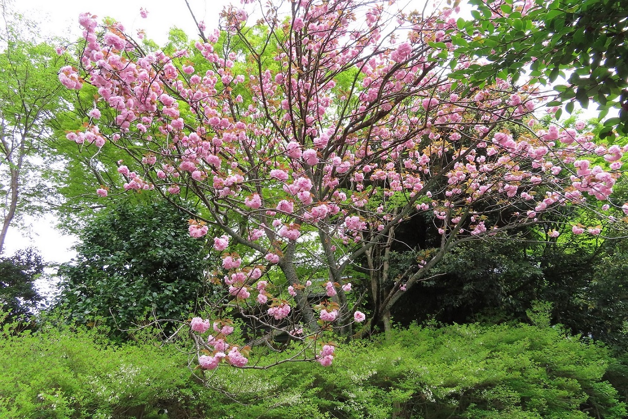 【八重桜】フロント付近の＜八重桜＞は開花から散るまで比較的長く咲きます（4月中旬～下旬）