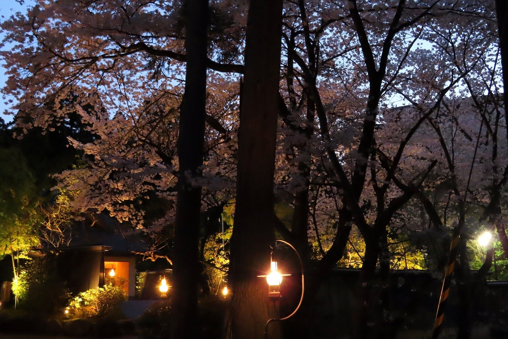 【桜ソメイヨシノ】夜桜から望む玄関エントランス（4月上旬～中旬）