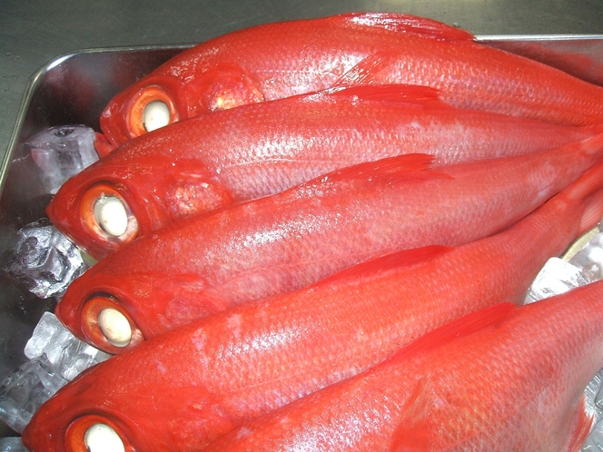伊豆の金目鯛は美人揃いです。